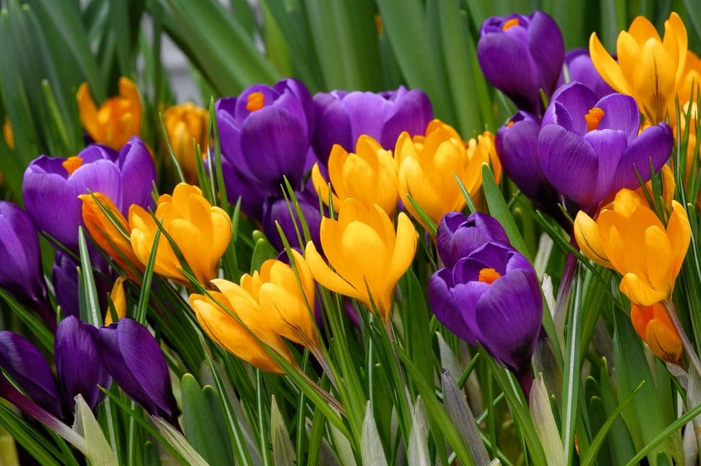 Crocus 'Crocreation' Blend // Pre-Order