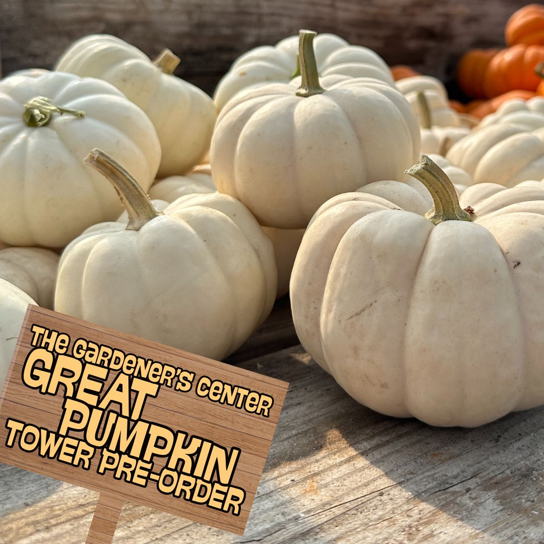 Fall Pumpkin Tower // All White