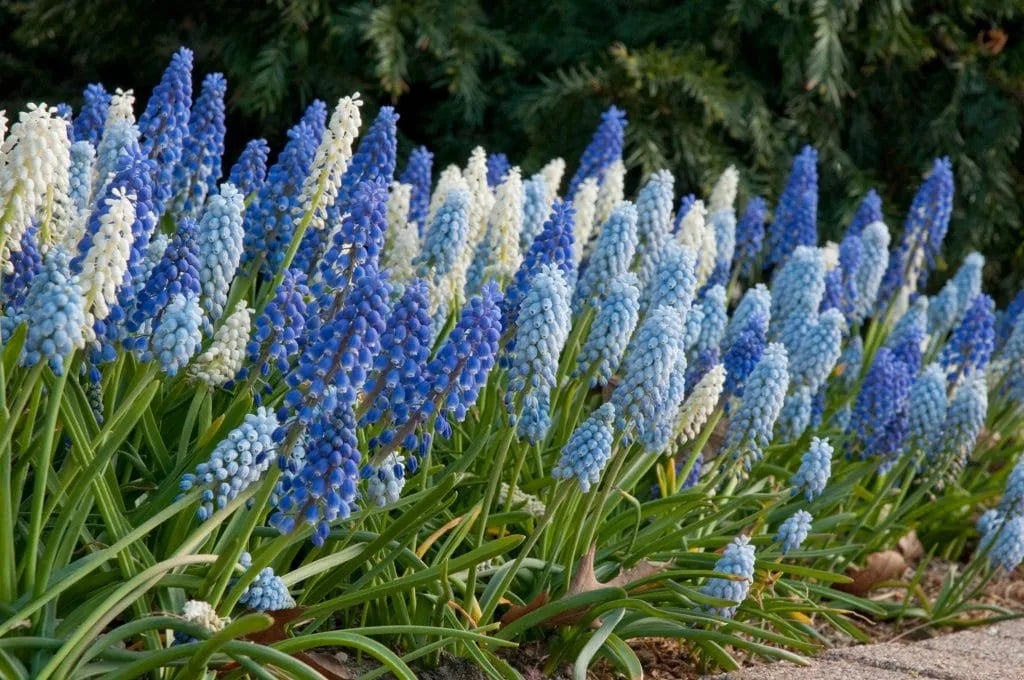 Muscari 'Cobalt Sea' // Pre-Order