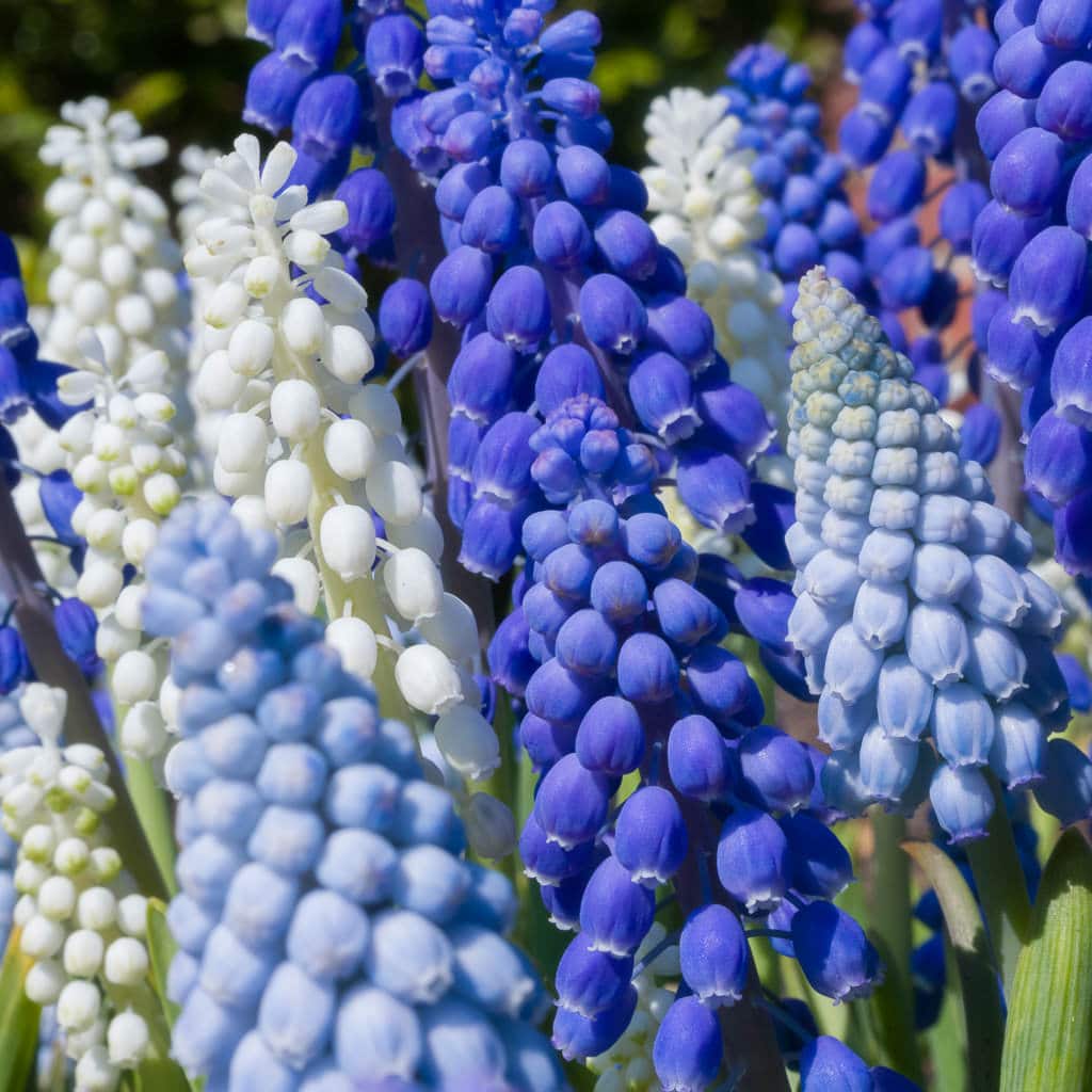 Muscari 'Cobalt Sea' // Pre-Order
