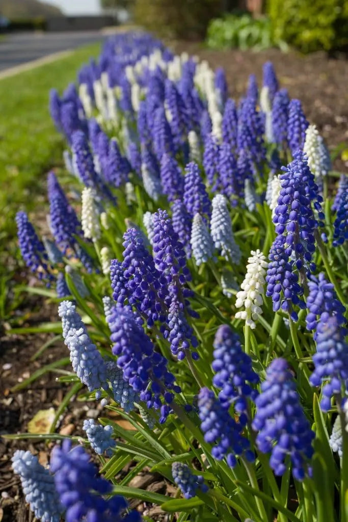 Muscari 'Cobalt Sea' // Pre-Order