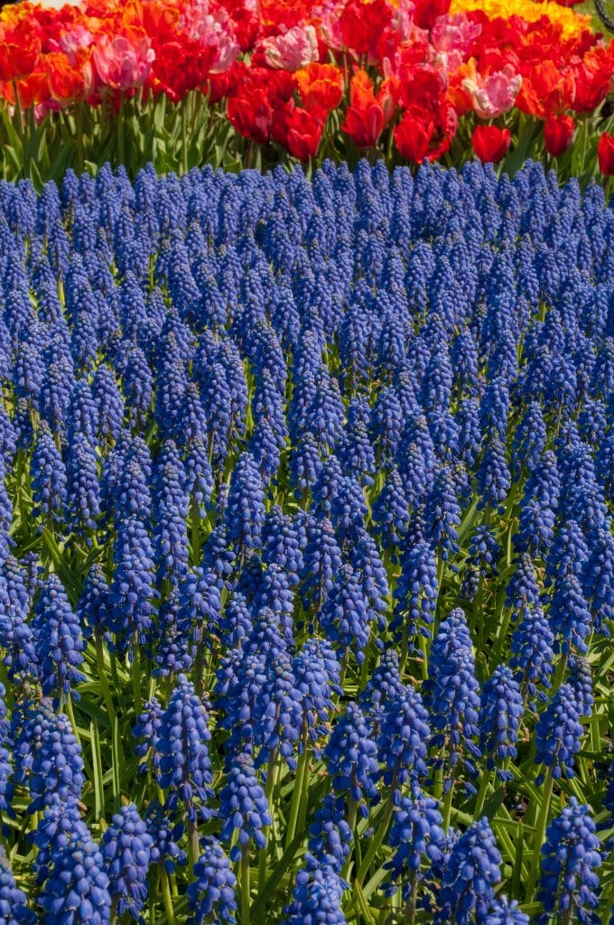 Muscari 'Grape Hyacinth' // Pre-Order