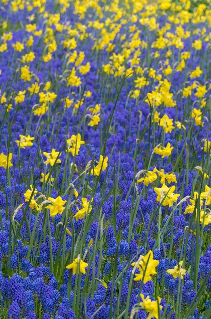 Muscari 'Grape Hyacinth' // Pre-Order