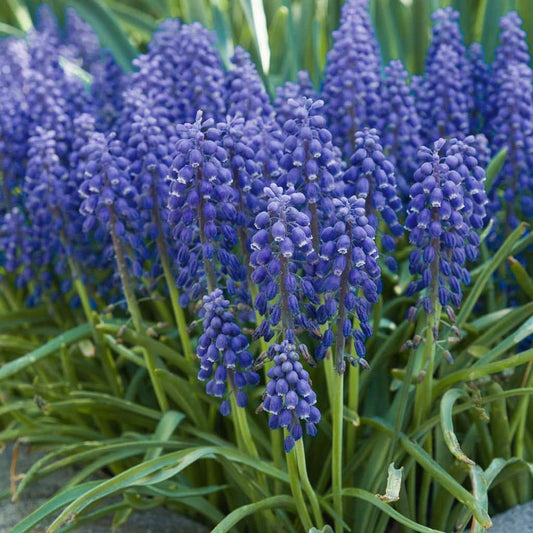 Muscari 'Grape Hyacinth' // Pre-Order