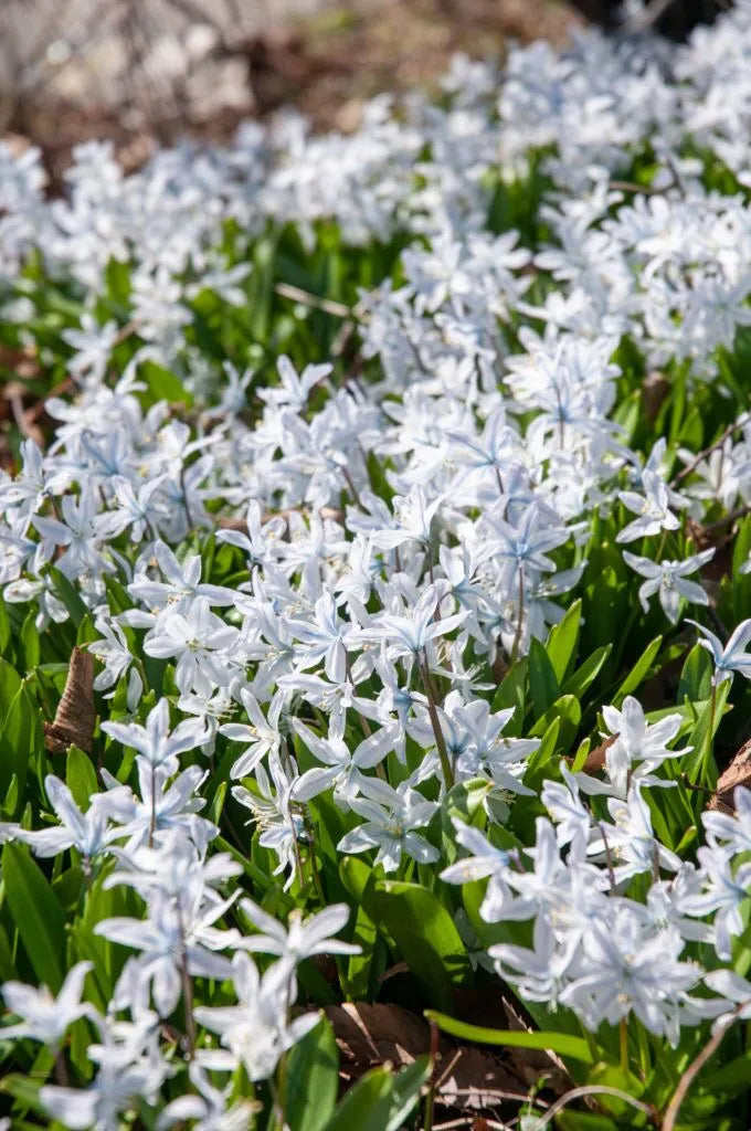 Scilla 'White' // Pre-Order