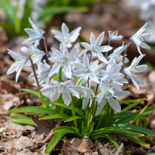 Scilla 'White' // Pre-Order
