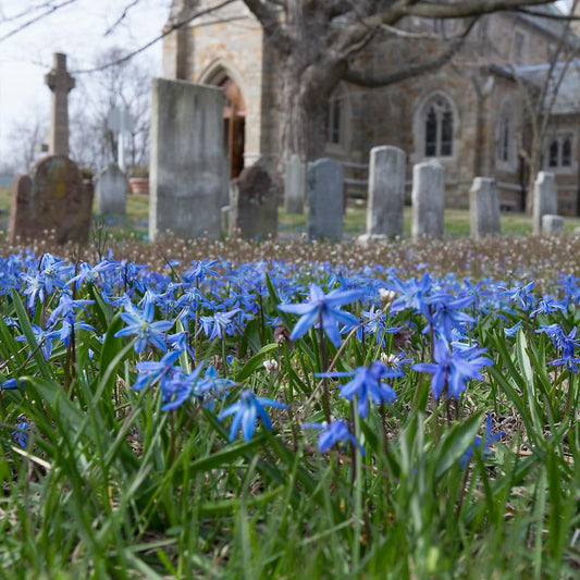 Scilla 'Blue' // Pre-Order