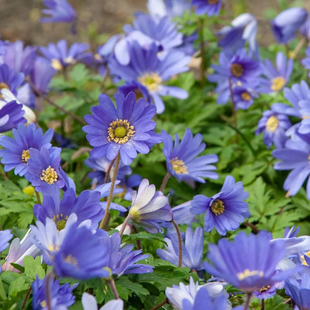 Anemone 'Blue Shades' // Pre-Order