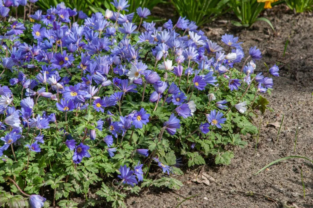 Anemone 'Blue Shades' // Pre-Order