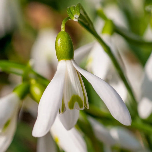 Galanthus 'Snowdrops' // Pre-Order