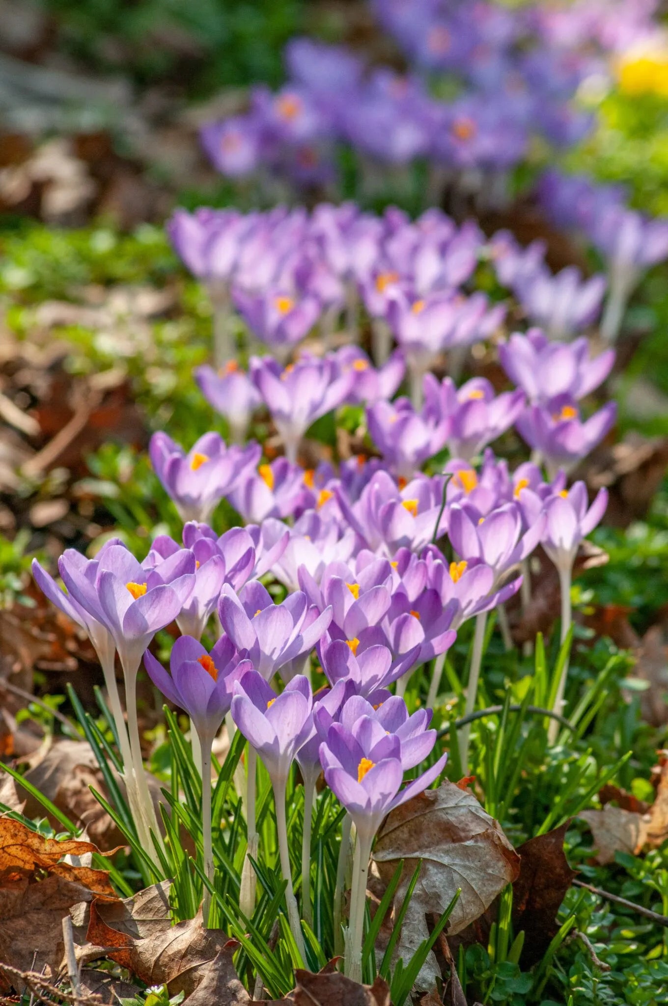 Crocus 'Barr's Purple' // Pre-Order