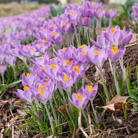 Crocus 'Barr's Purple' // Pre-Order
