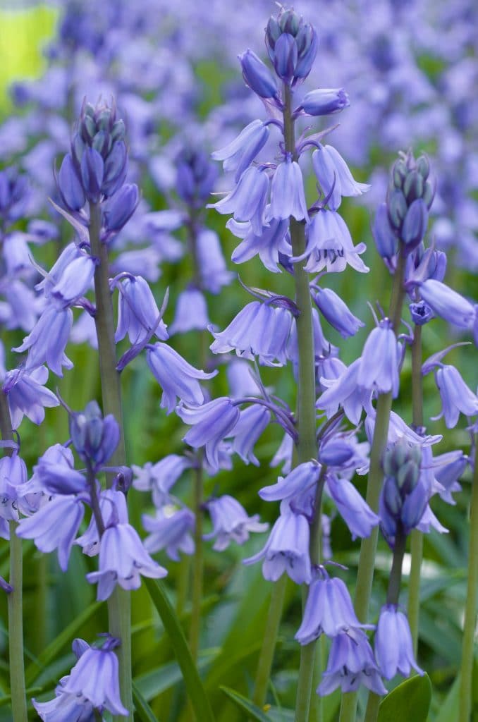 Spanish Bluebells // Pre-Order