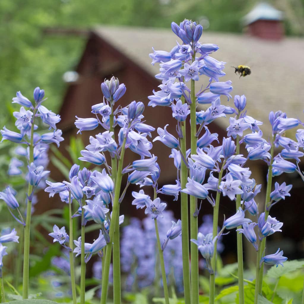 Spanish Bluebells // Pre-Order
