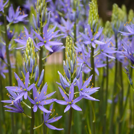 Camassia 'Caerulea' // Pre-Order