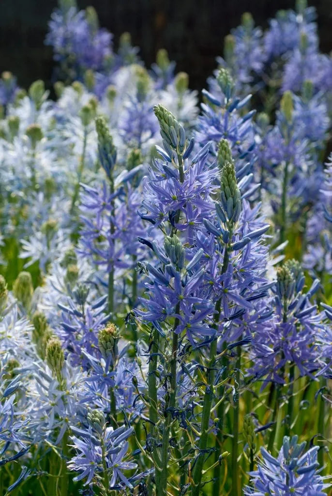 Camassia 'Caerulea' // Pre-Order