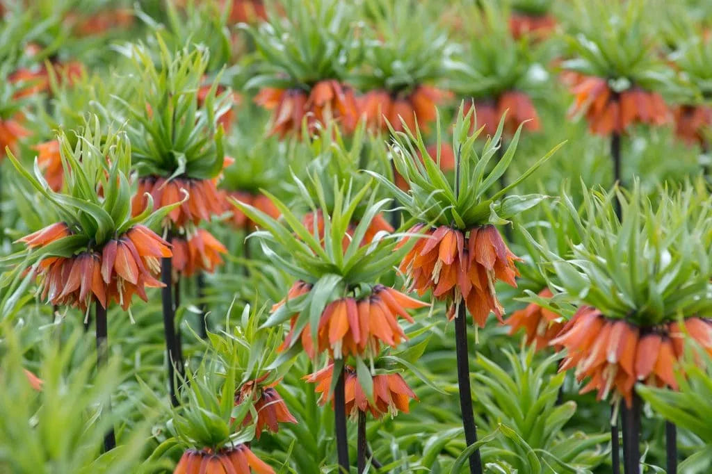 Fritillaria 'Rubra Maxima' // Pre-Order