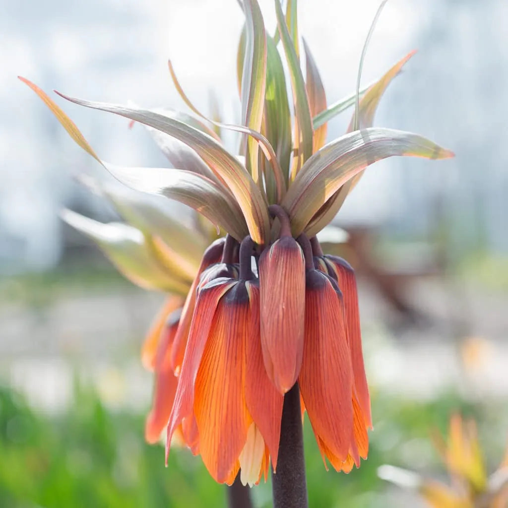 Fritillaria 'Rubra Maxima' // Pre-Order