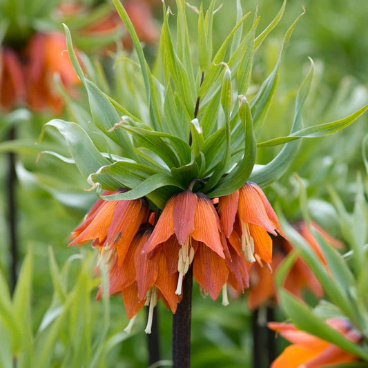 Fritillaria 'Rubra Maxima' // Pre-Order