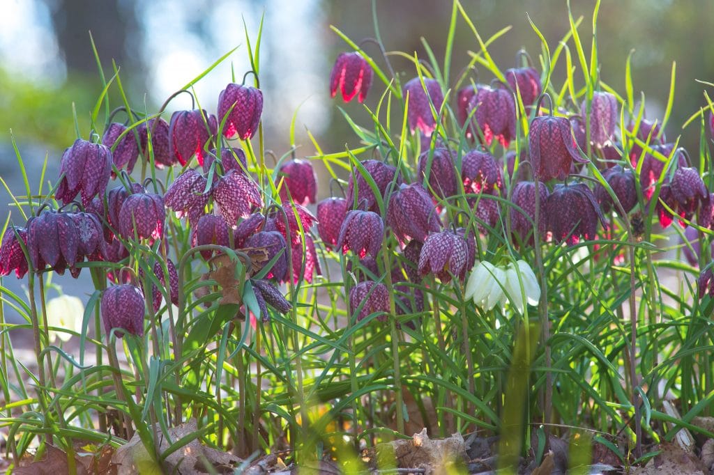 Fritillaria 'Snake Head' // Pre-Order