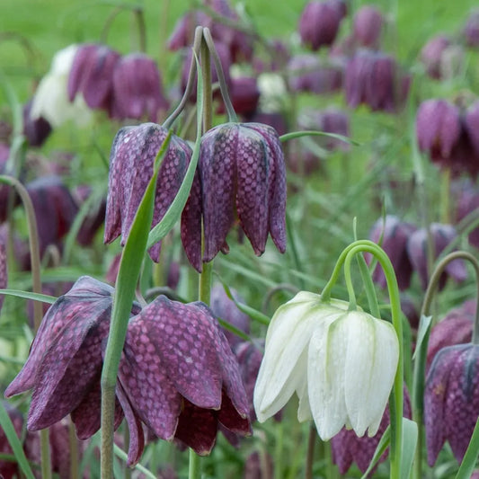 Fritillaria 'Snake Head' // Pre-Order