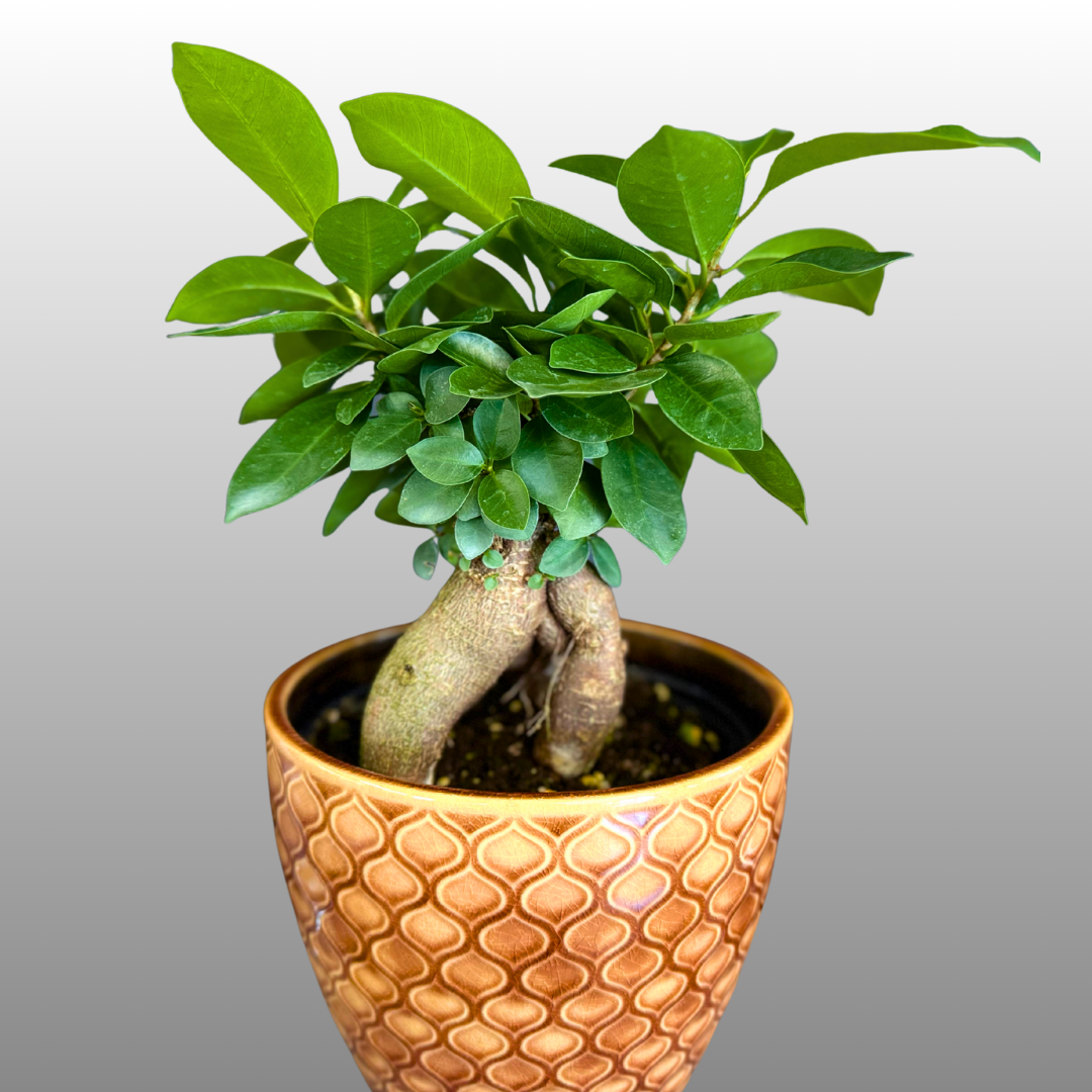 'Ficus Microcarpa'