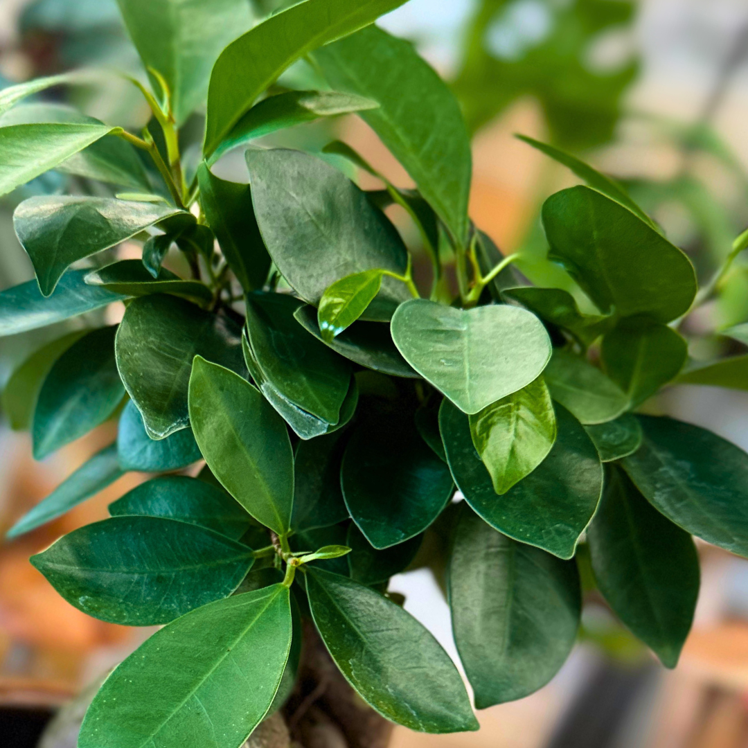 'Ficus Microcarpa'