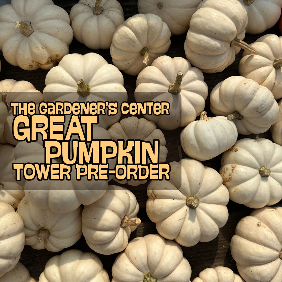 Fall Pumpkin Tower // All White