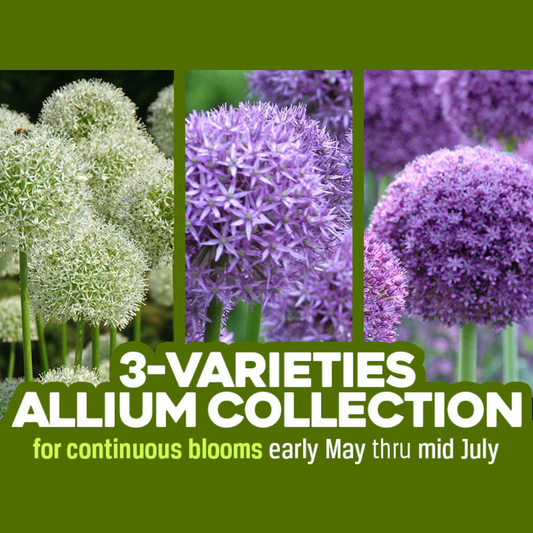Allium '3-Variety Collection' // Pre-Order
