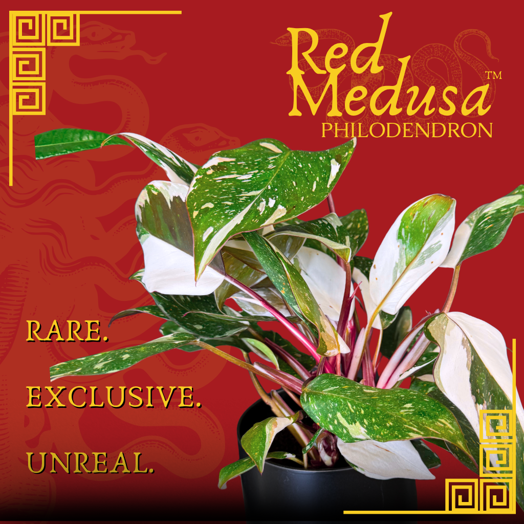 Philodendron 'Red Medusa' - Rare Indoor Plant