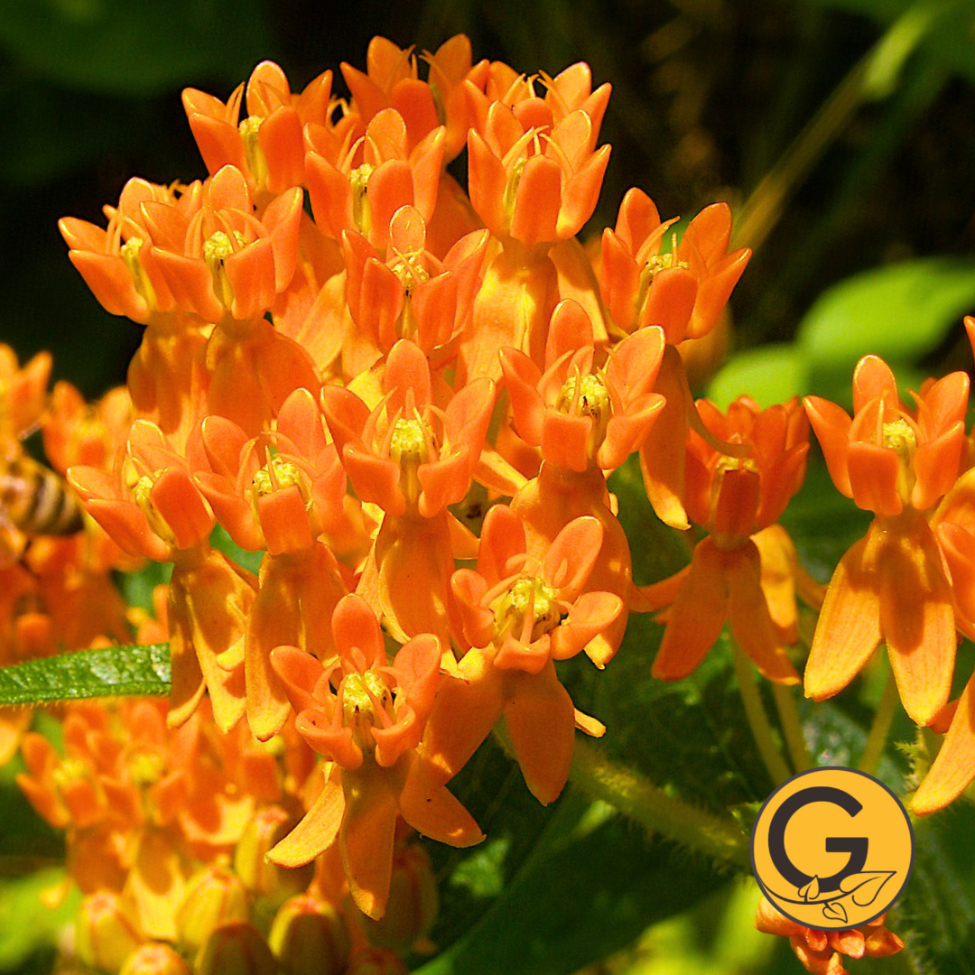 Asclepias 'Tuberosa' // Pre-Order