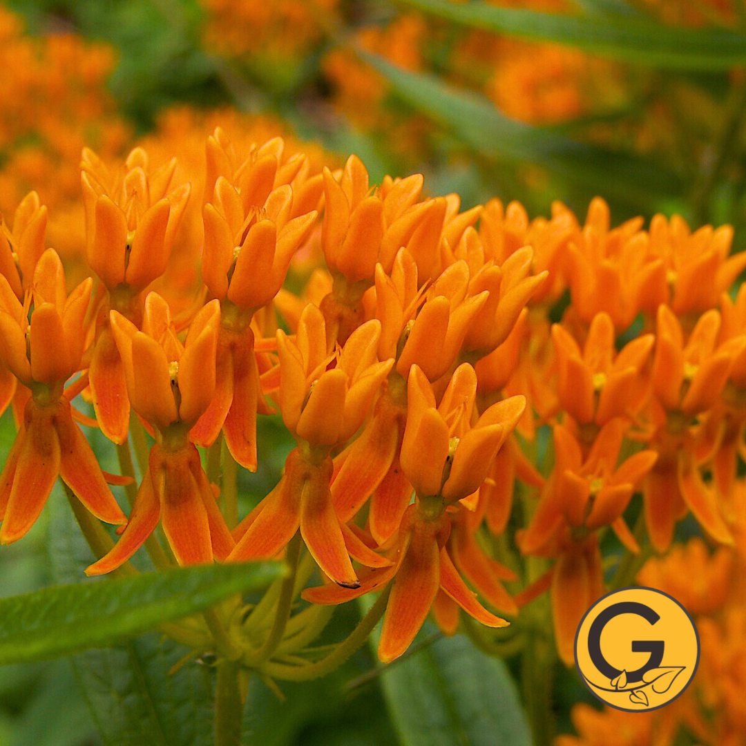 Asclepias 'Tuberosa' // Pre-Order