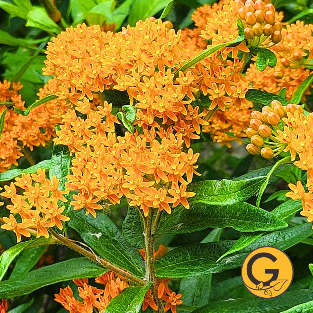 Asclepias 'Tuberosa' // Pre-Order