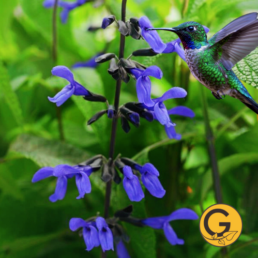 Salvia 'Black & Bloom' // Pre-Order