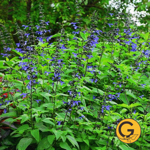 Salvia 'Black & Bloom' // Pre-Order