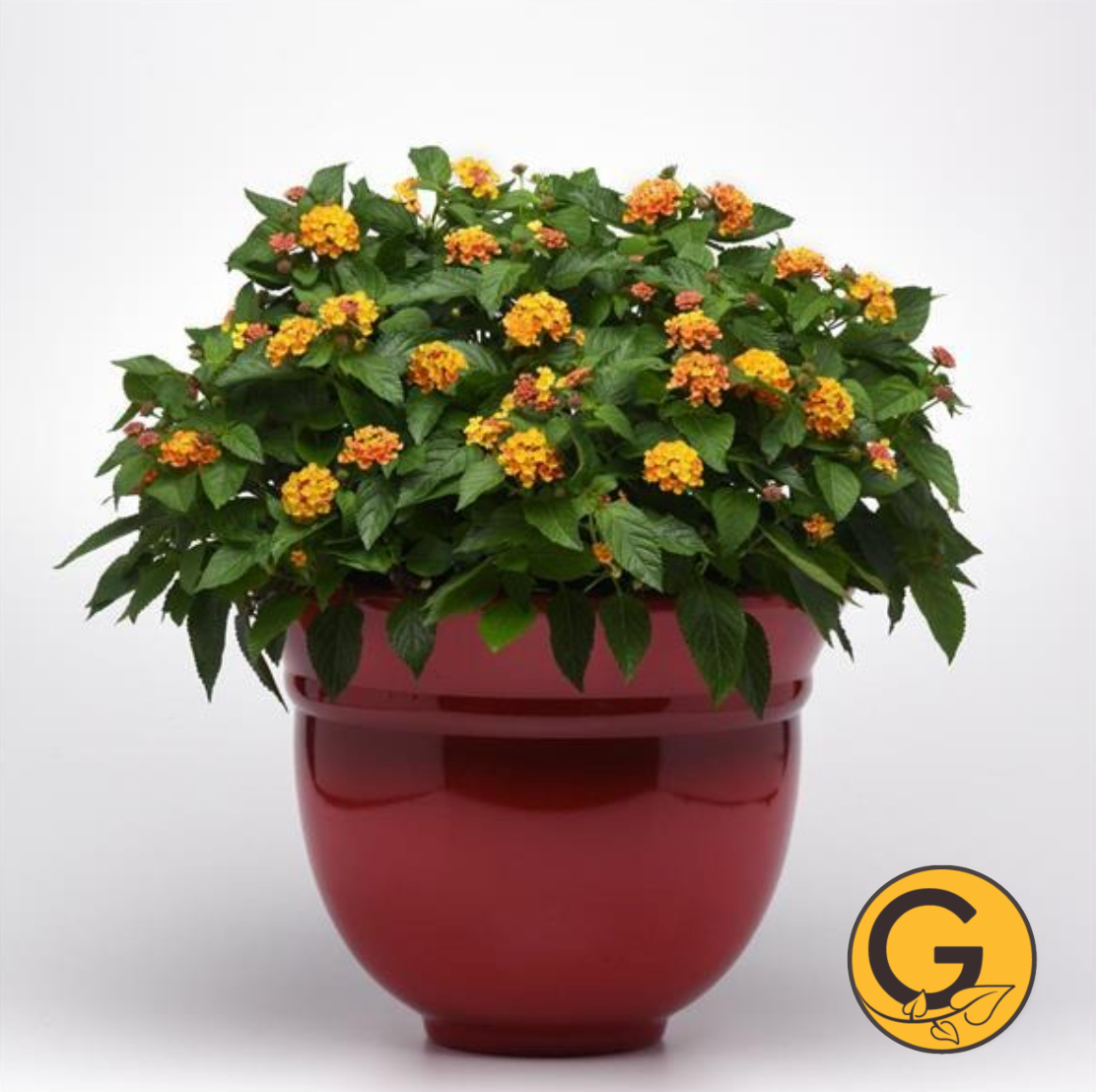 Lantana 'Bloomify Orange' // Pre-Order