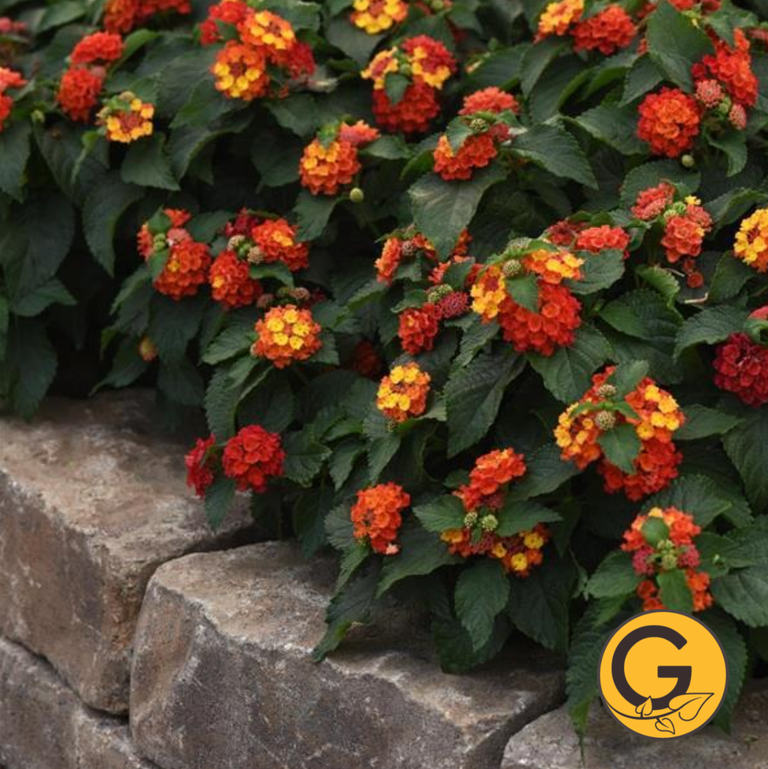 Lantana 'Bloomify Red' // Pre-Order