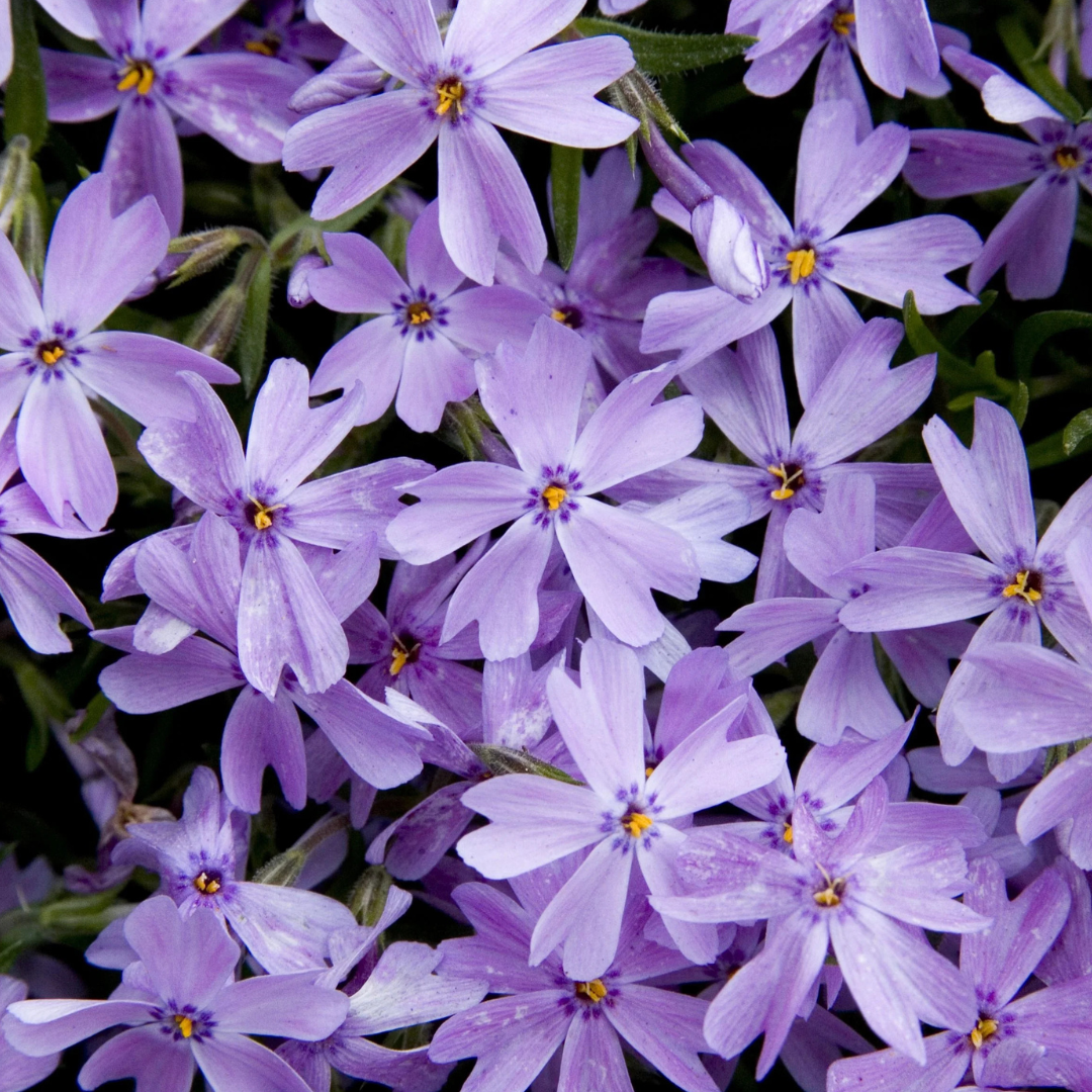 Creeping Phlox ‘Emerald Blue’