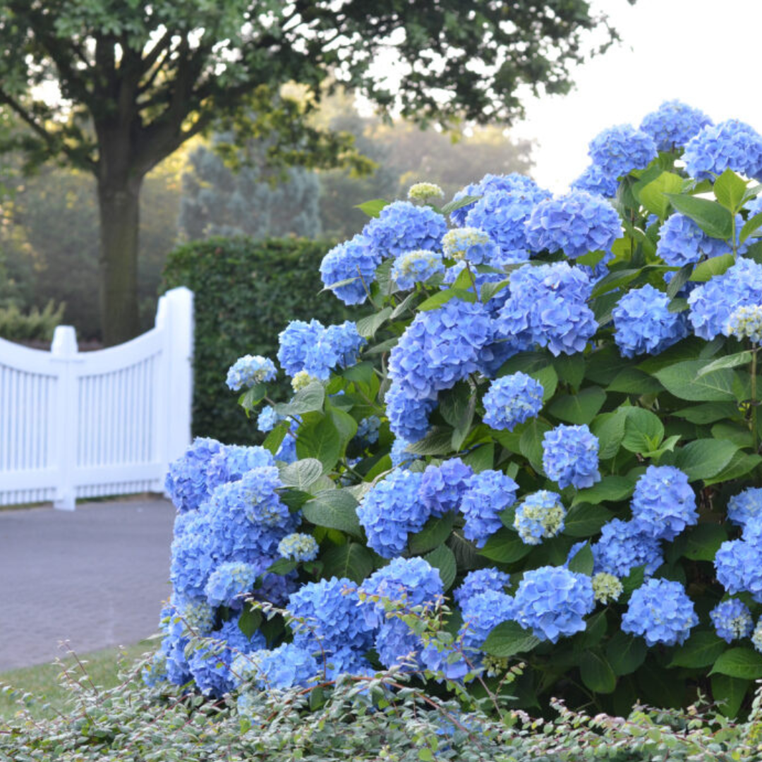 Original Endless Summer® Hydrangea