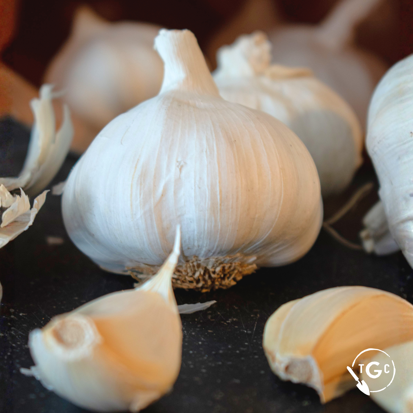 ‘Music’ Organic Garlic