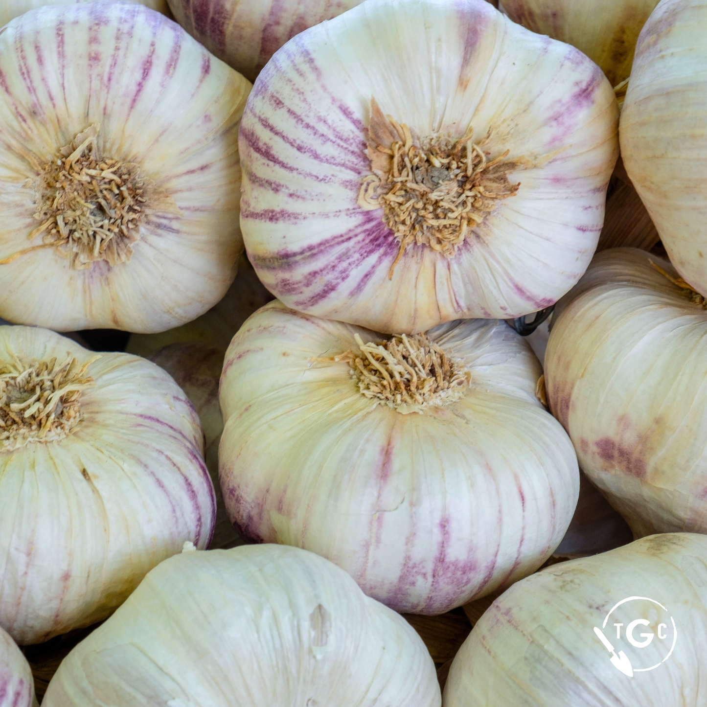 ‘Chesnok Red’ Organic Garlic
