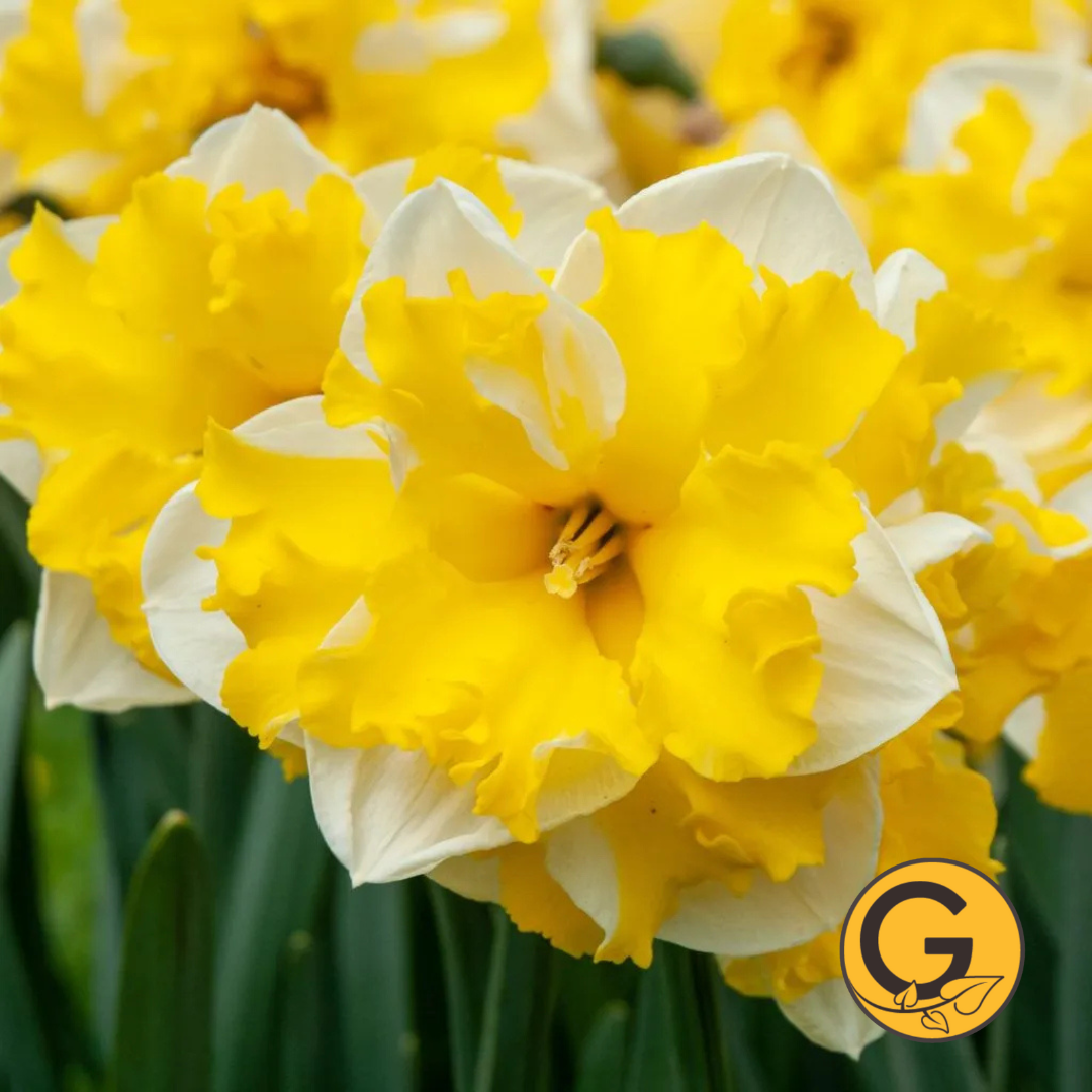Daffodil 'Banana Splash' // Pre-Order