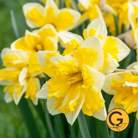 Daffodil 'Banana Splash' // Pre-Order