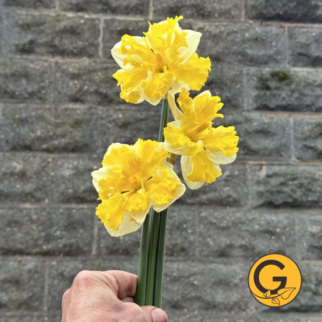 Daffodil 'Banana Splash' // Pre-Order