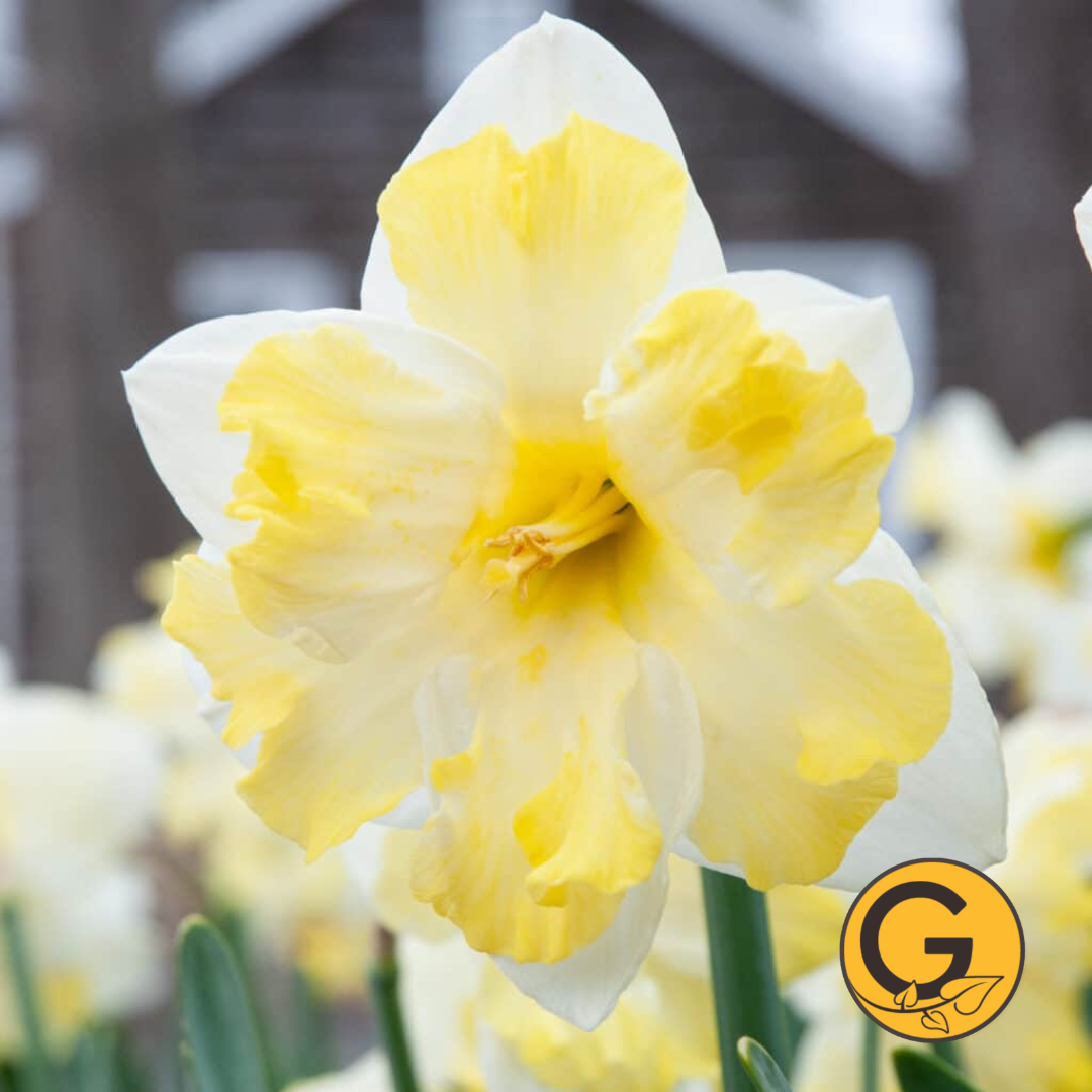 Daffodil 'Cassata' // Pre-Order