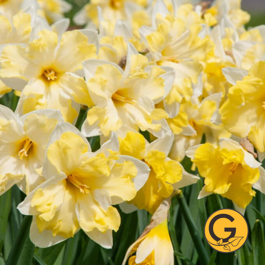 Daffodil 'Cassata' // Pre-Order