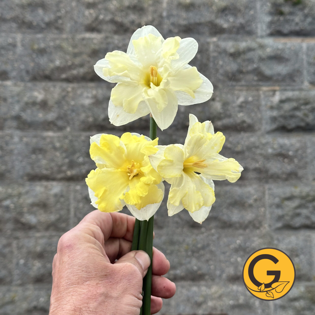 Daffodil 'Cassata' // Pre-Order