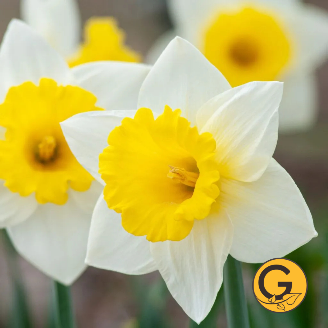 Daffodil 'Cornish King' // Pre-Order