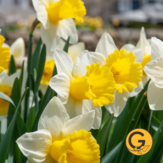 Daffodil 'Cornish King' // Pre-Order