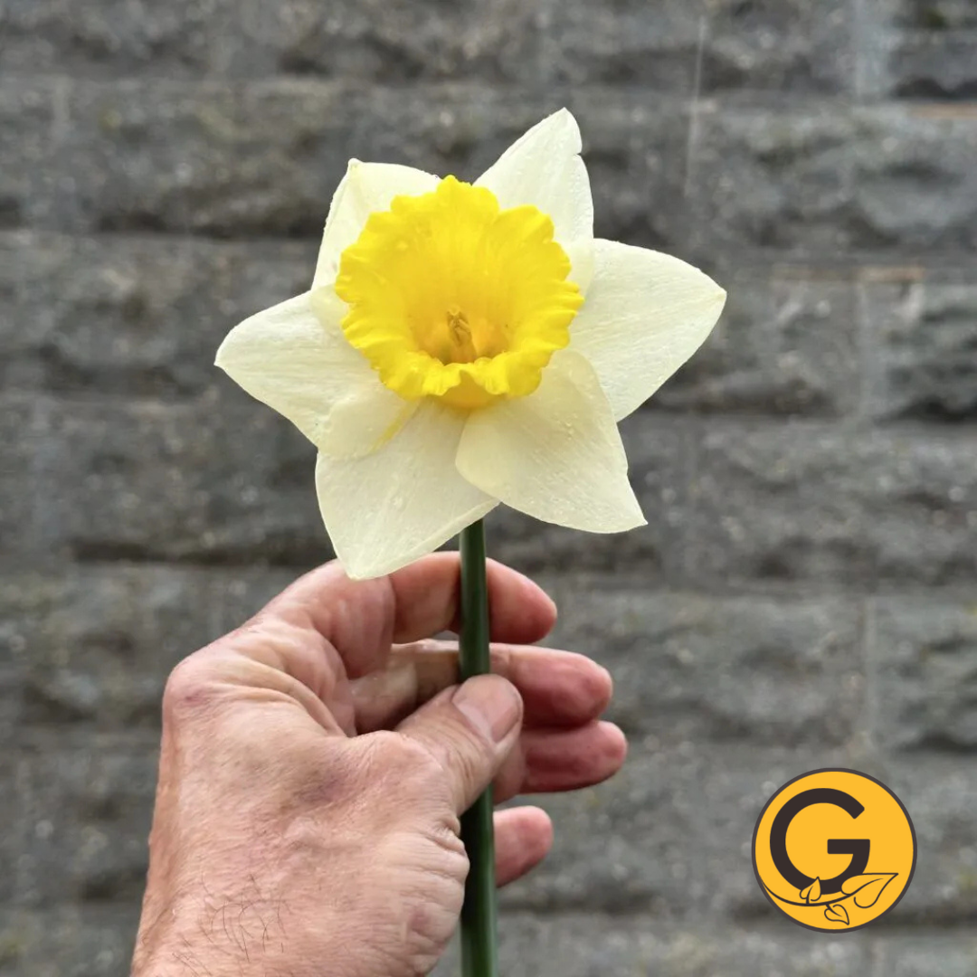 Daffodil 'Cornish King' // Pre-Order